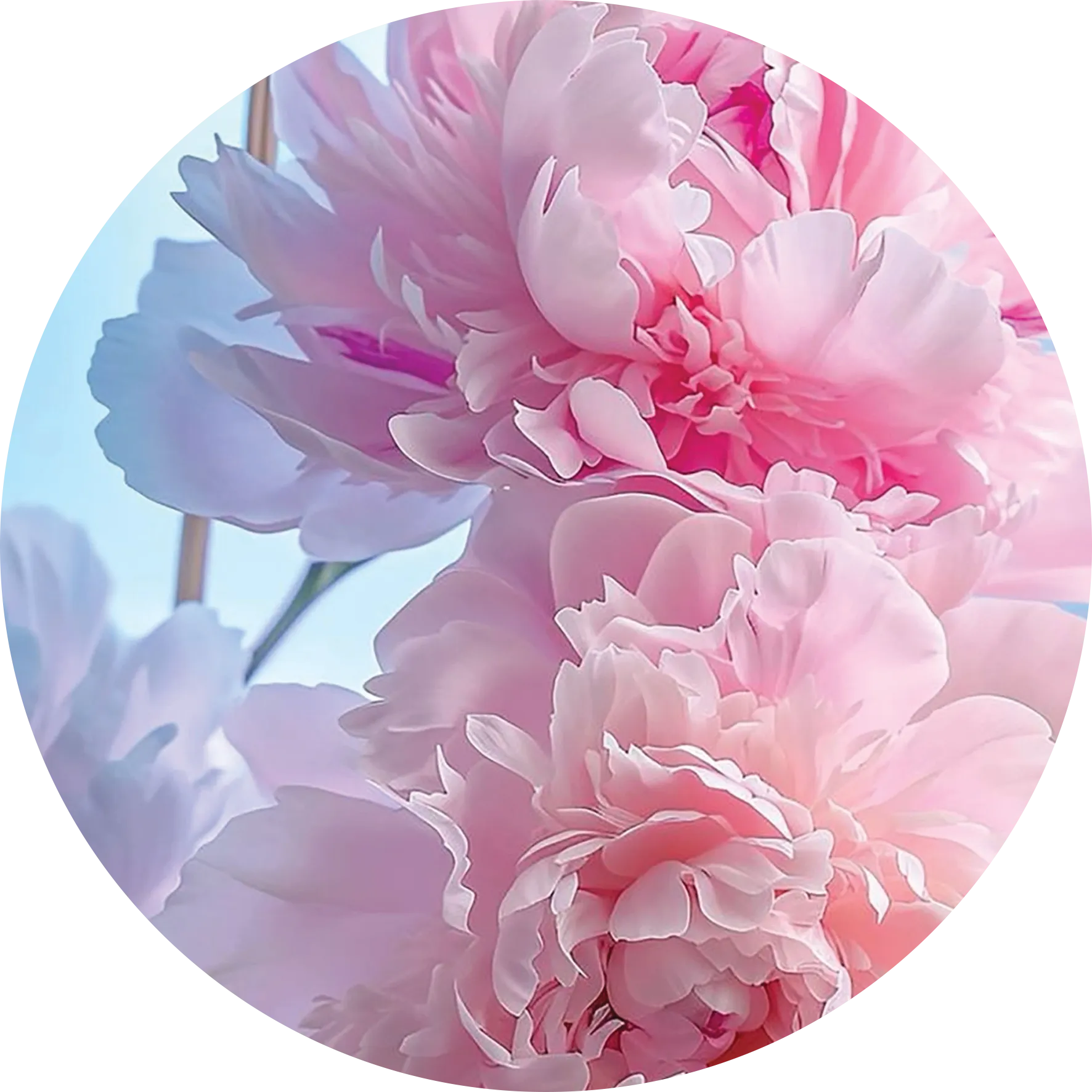 Rose 2
