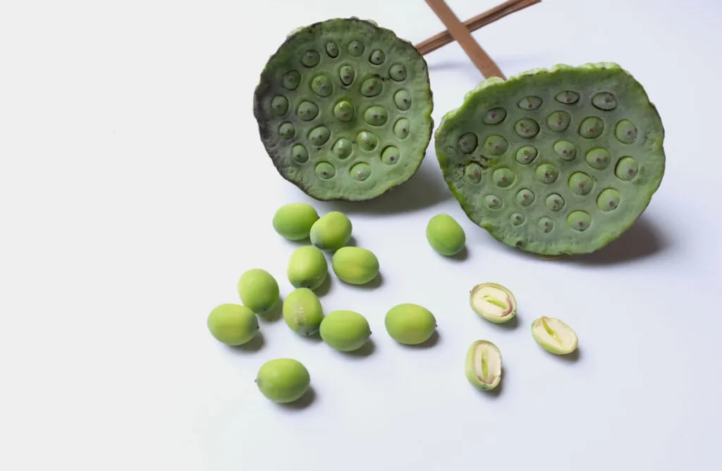 top view fresh lotus seeds green isolated white background